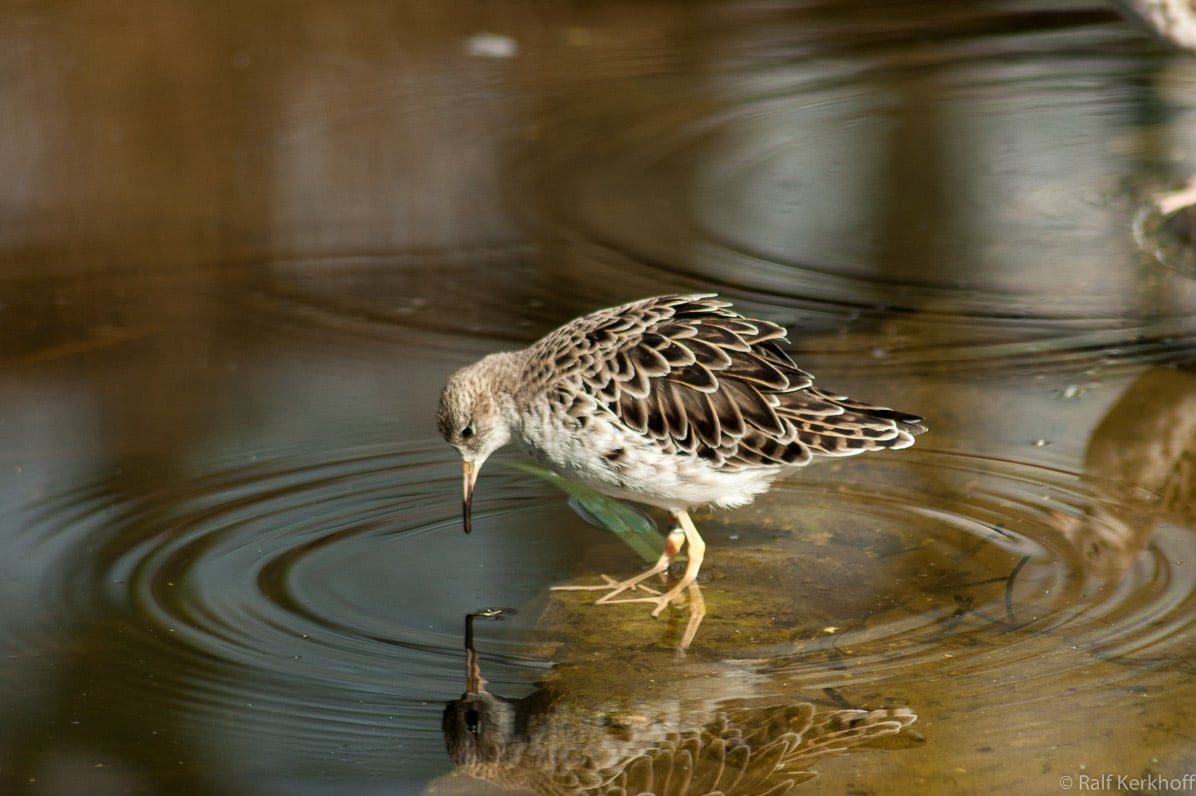 Waterbird