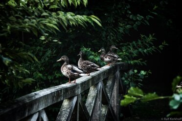 Duckbridge