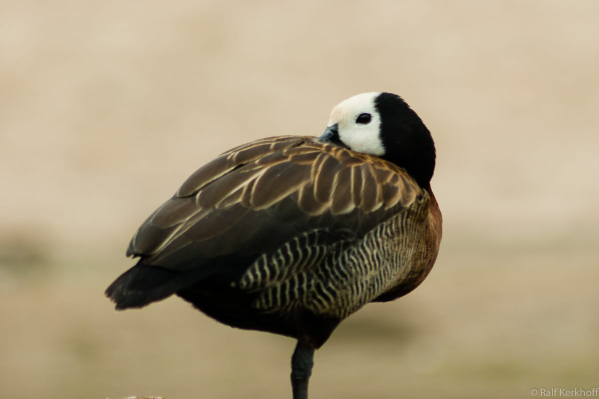 Einbein