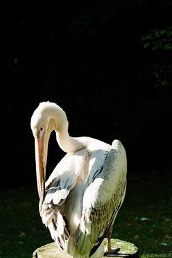 Zupfer