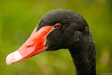 Longneck