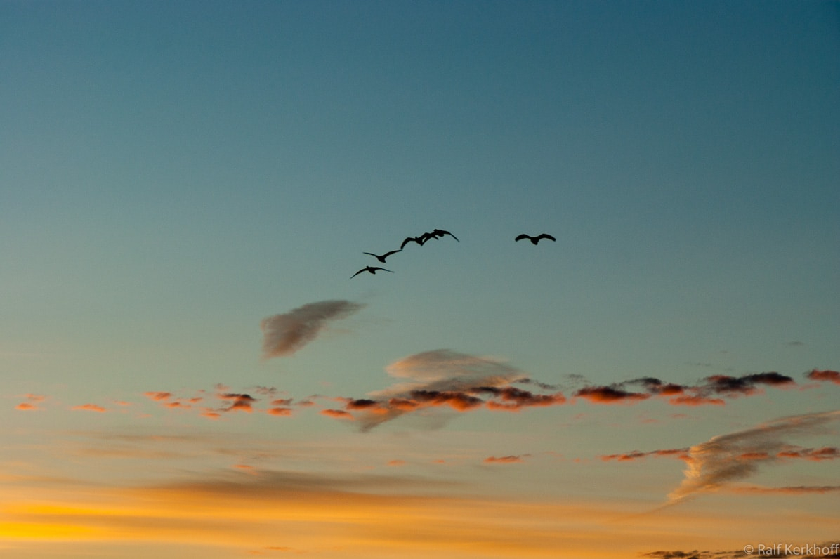 Early Birds