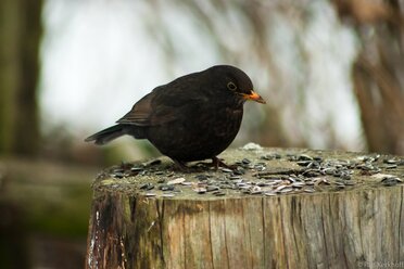 Amsel