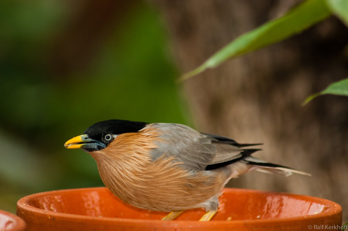 Vogelbad