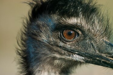Emu