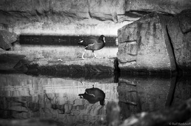 Mirrors