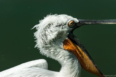 Schabel