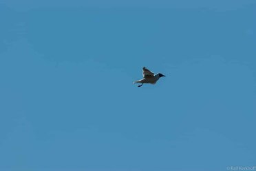 In The Skies