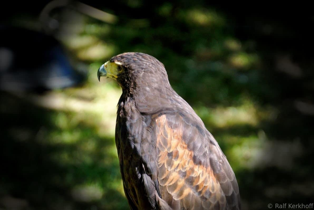 Falcon