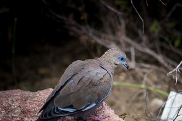 Blue Dove