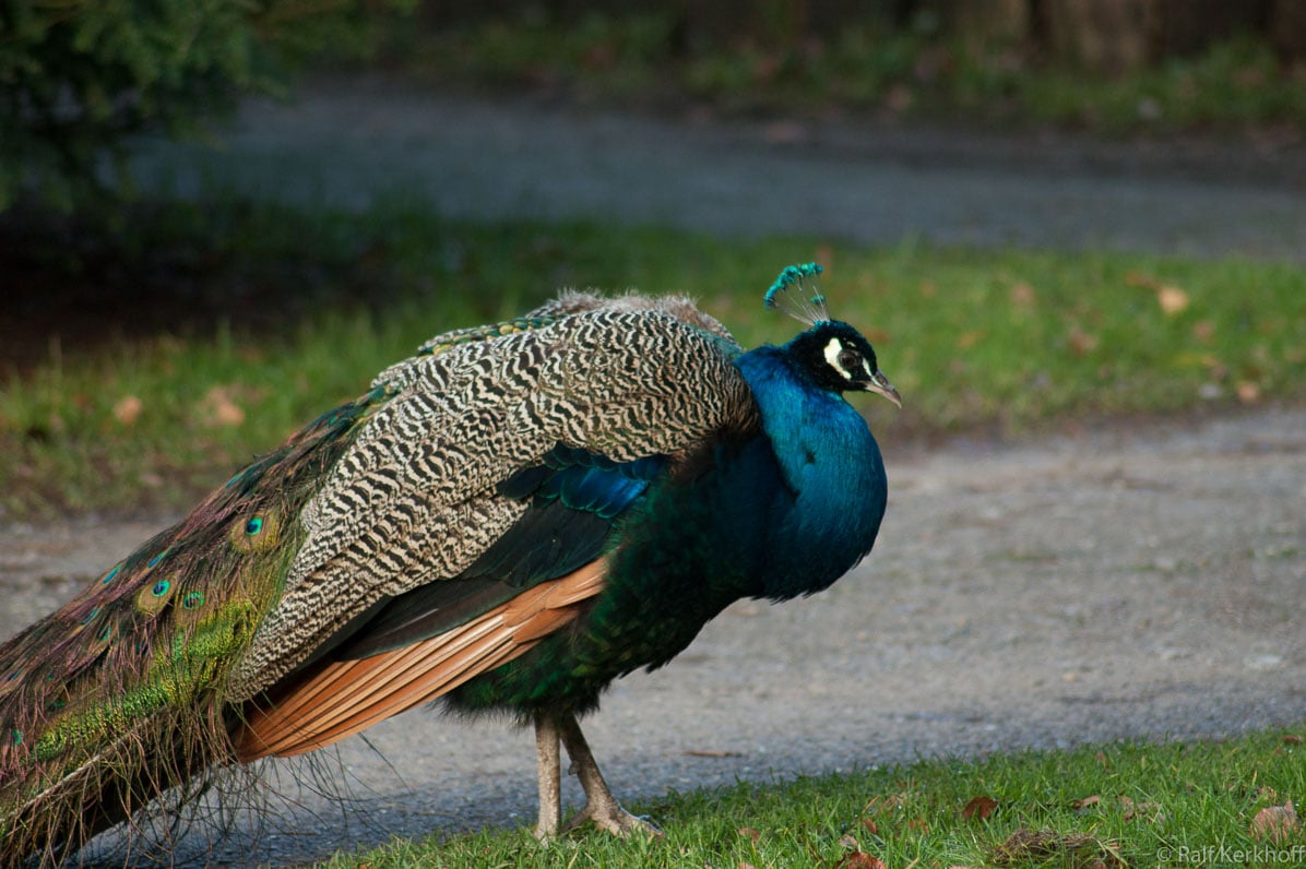 Pfau
