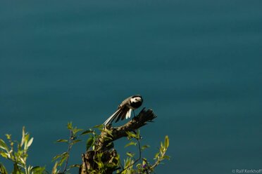 Balance