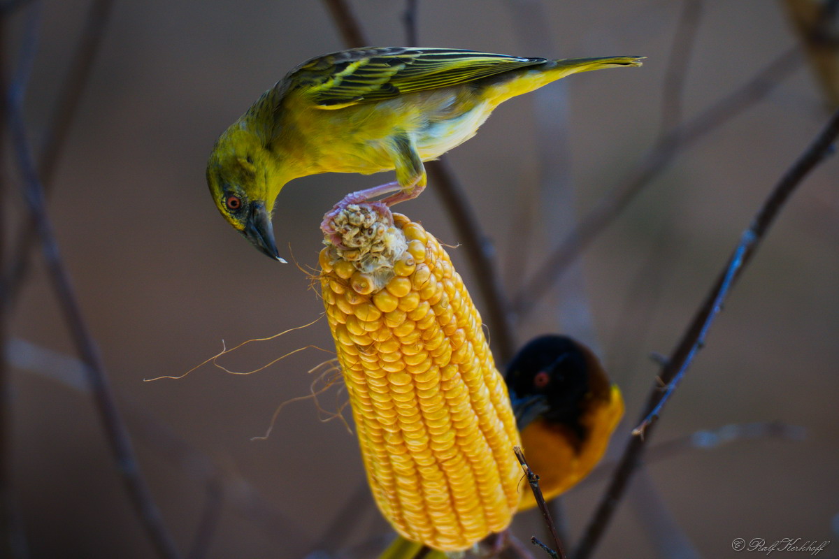 Snacktime
