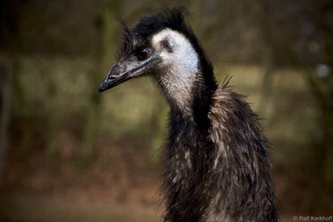 Emu