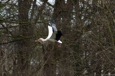 Zum Nest