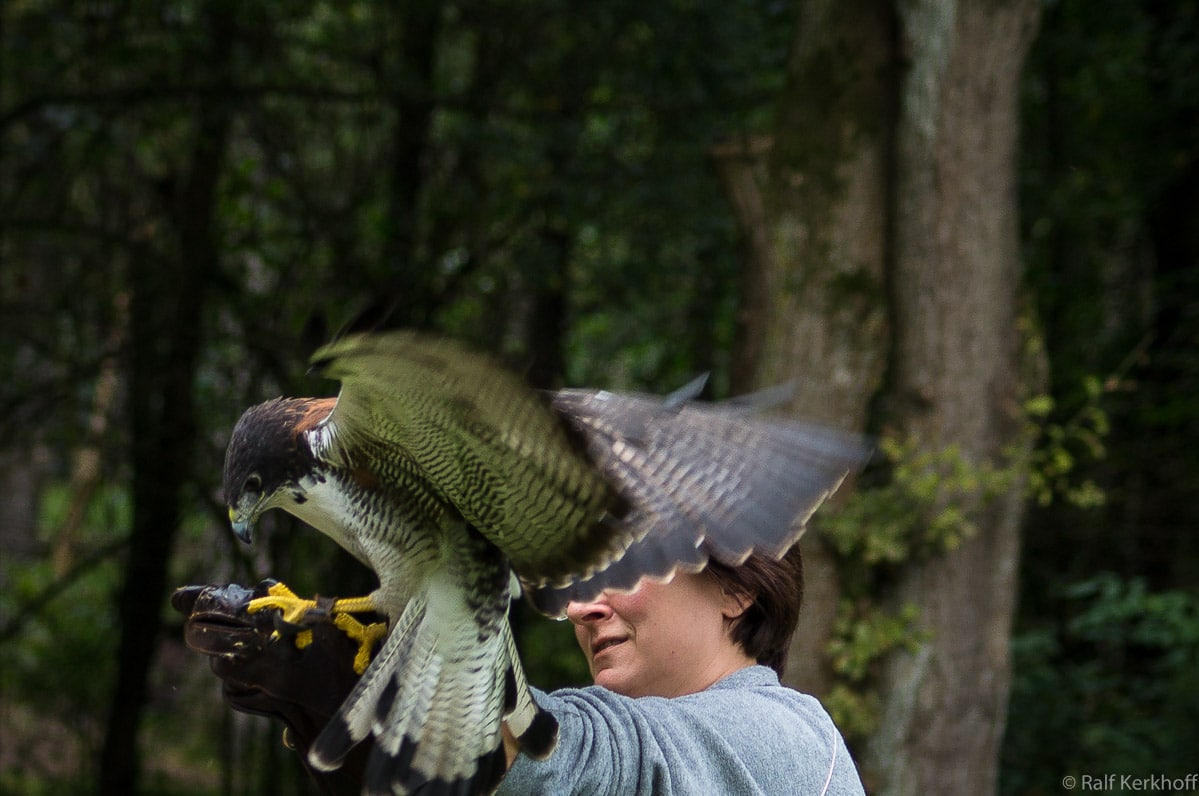 Falcon