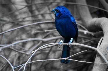 Blue