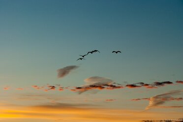 Early Birds