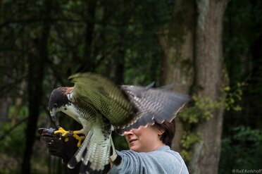 Falcon