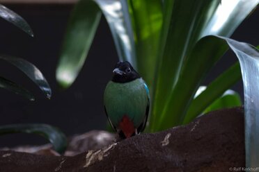 Tropical Bird