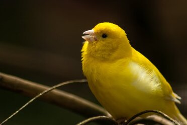 Canary