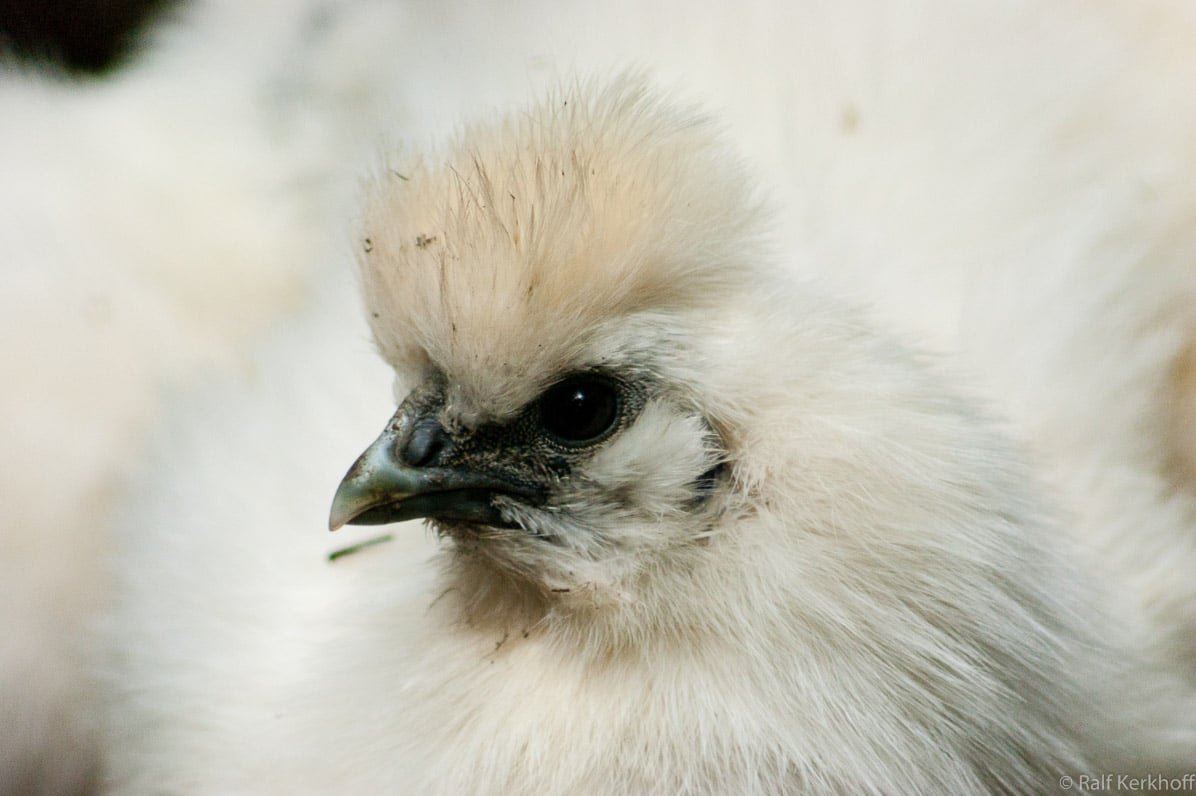 Perlhuhn