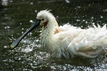 Löffler