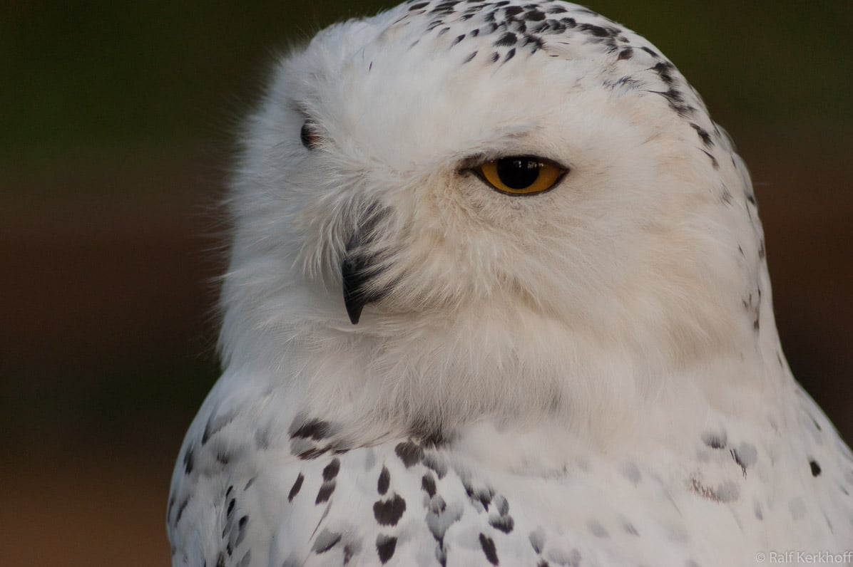 Schnee Eule