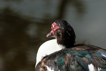 RedNose