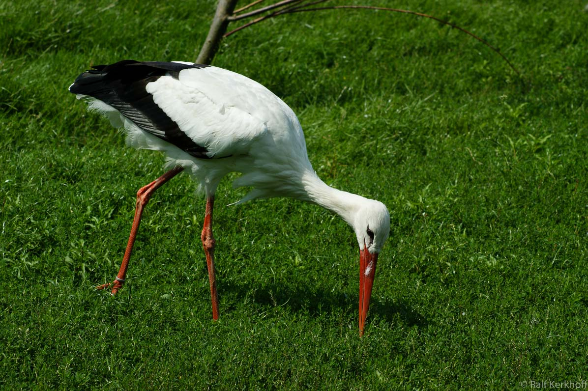 Tierpark Frankenhof