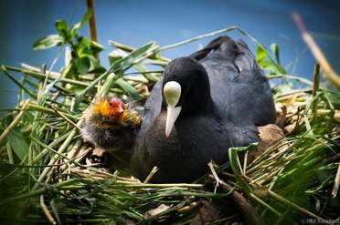 Nest