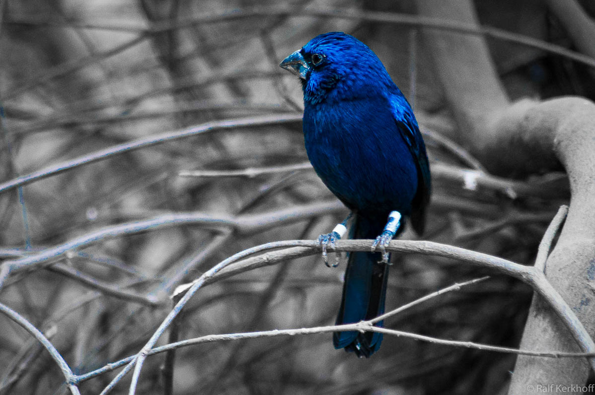 Blue