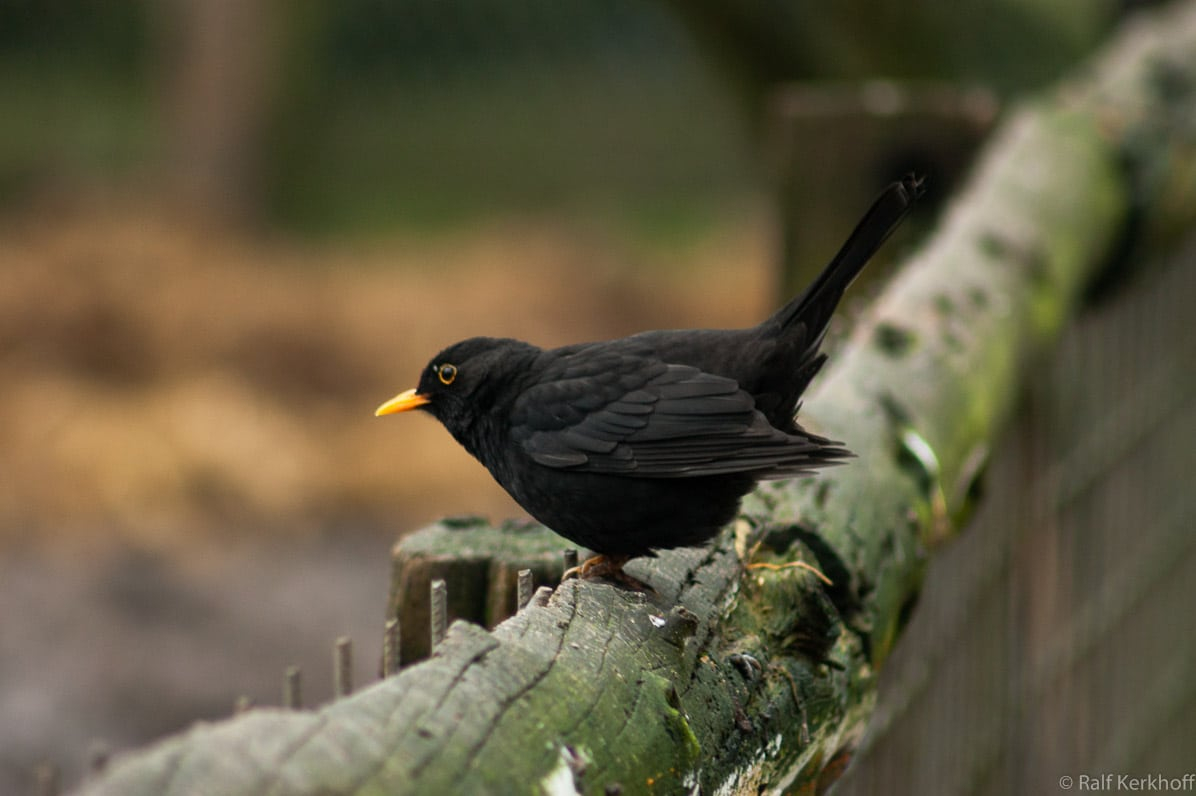 Blackbird