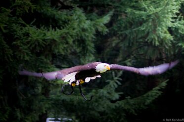 InFlight
