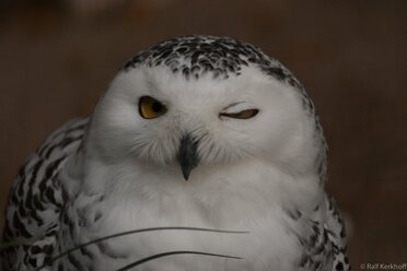 Zwinkern
