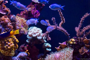 Aquarium