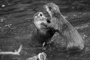 Fight