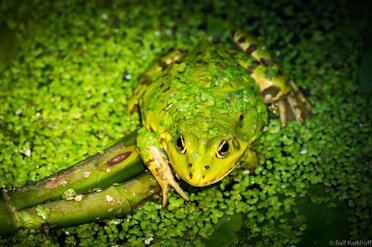 AllGreen