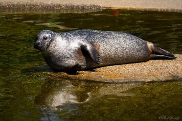 Relaxed