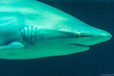 Shark