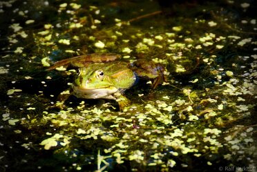 Le Frog