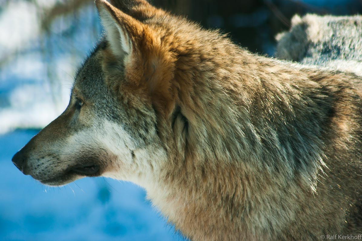 SnowWulf
