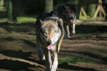 The Run