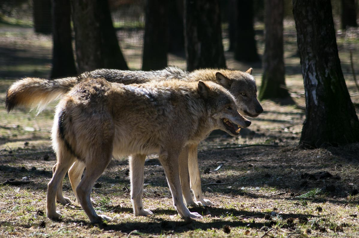 Doppelblick