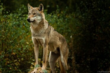Watcher