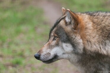 Wolfskopf