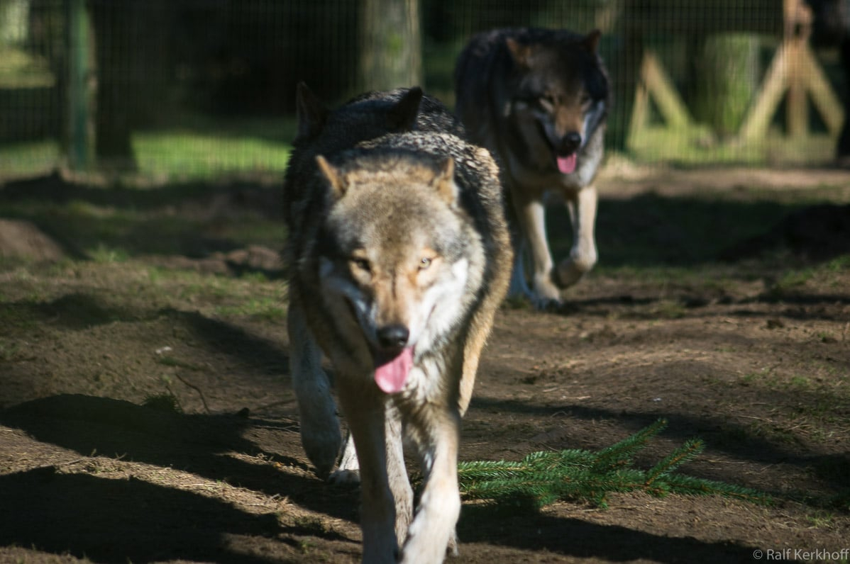 The Run